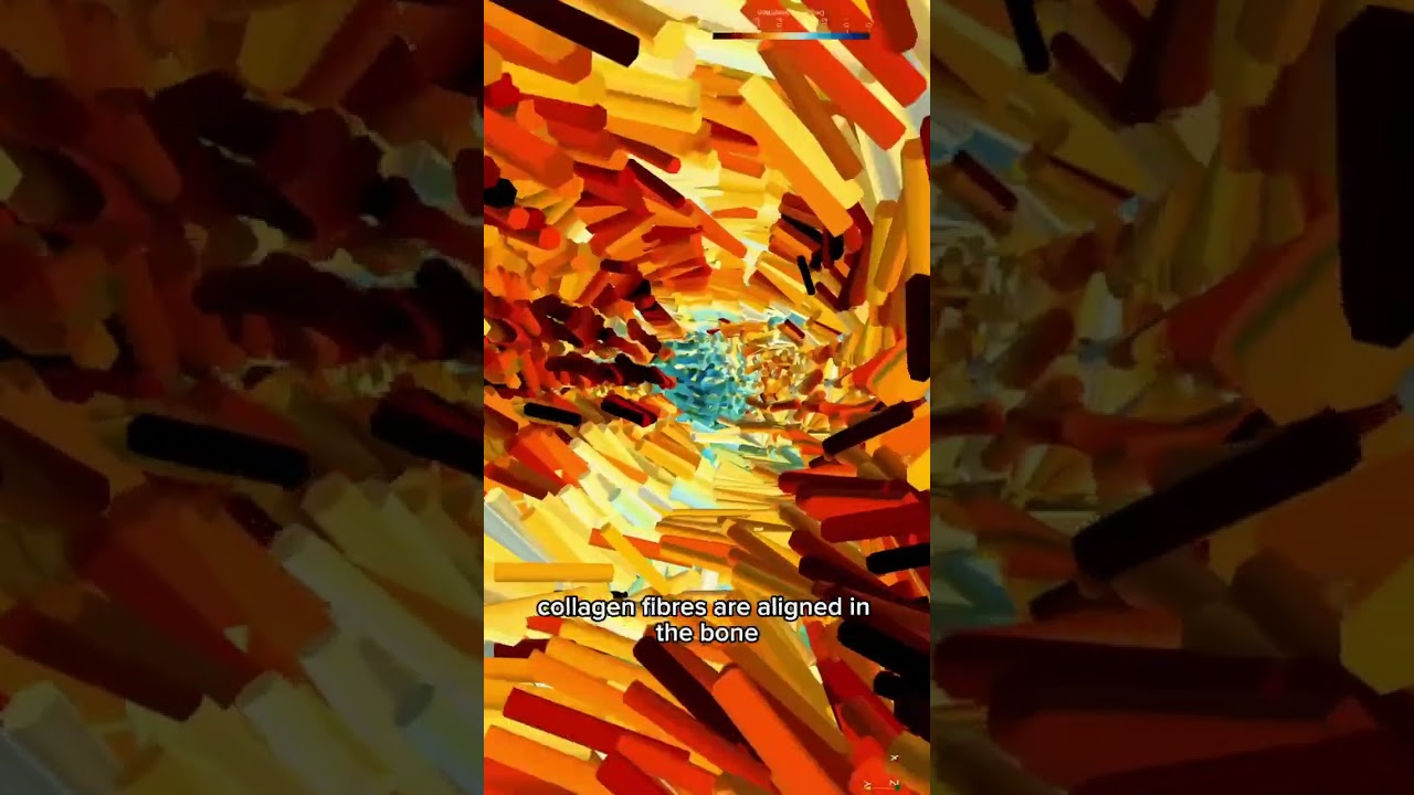 Bone-deep insights with X-ray light