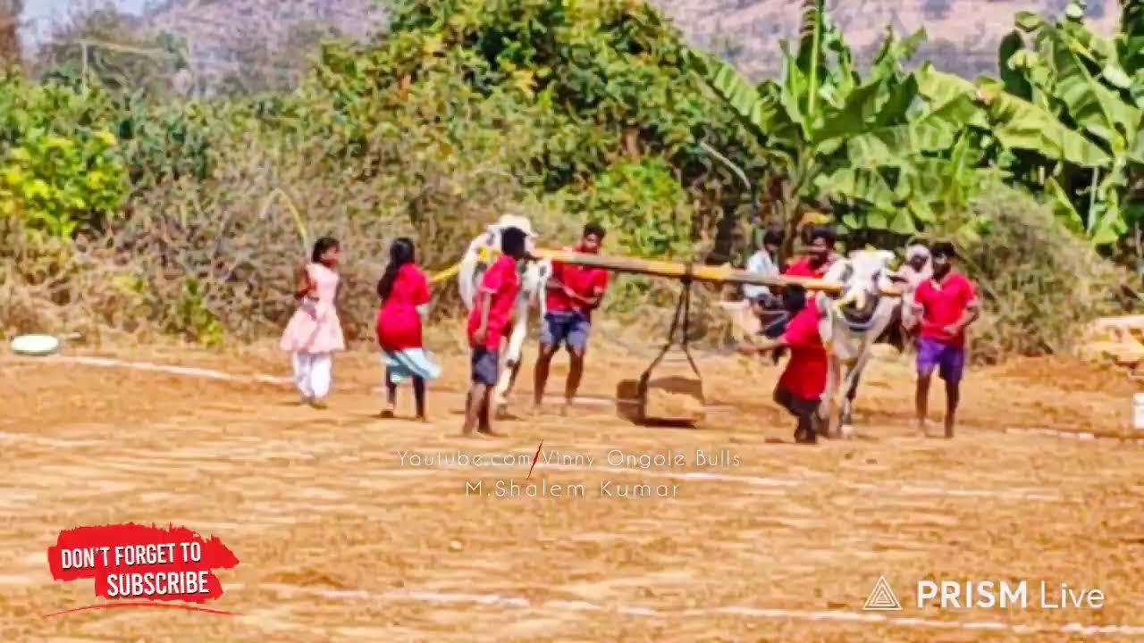 PR పల్లి  గ్రామం పాపిలి (మం) 4పళ్ళు 11వ జత  💥💥💥 చెక్రి బూల్స్
