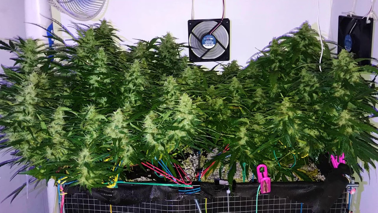 Growing School Provante. Grow Indoor cannabis. Marijuana. Hemp.