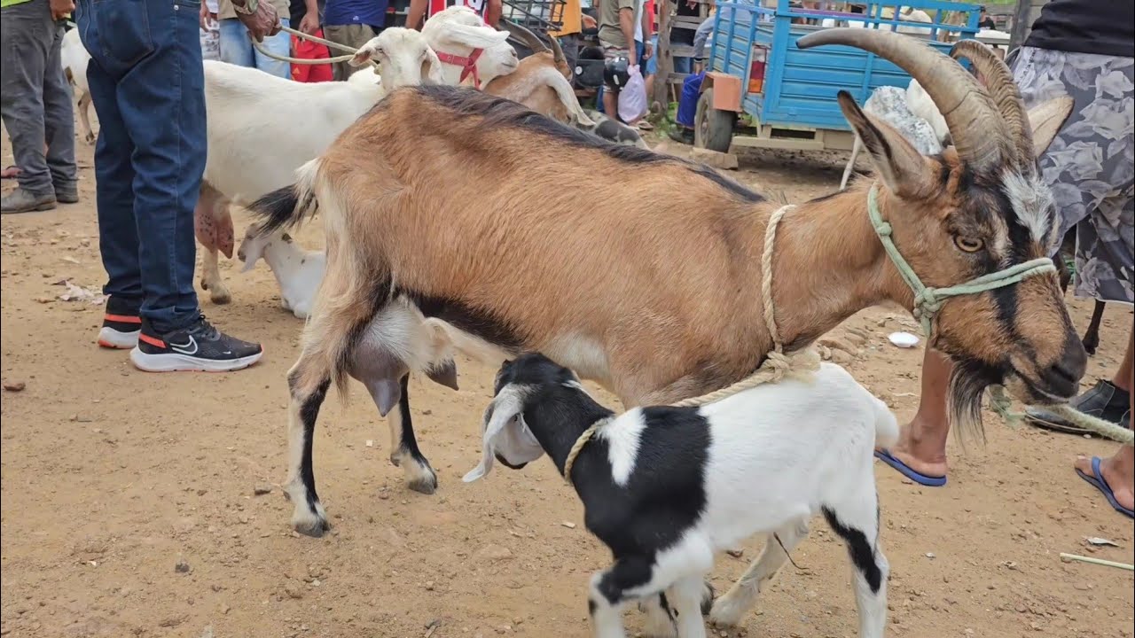 CABRAS LEITEIRA FEIRA DA VILA JERIMUM T.N-PE 09/02/2025