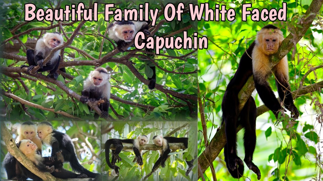 Brief video about white faced capuchins | Beautiful kind of Monkeys #monkey #capuchinmonkey 