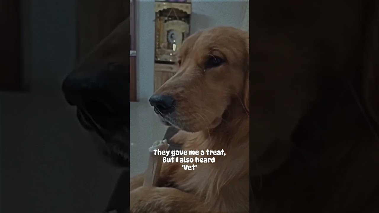 Not going to the Vet! 