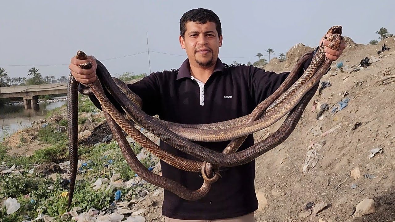 احجام نادرة وضخمة جدا من الكوبرا المصرية مع احمد الدكرونى 