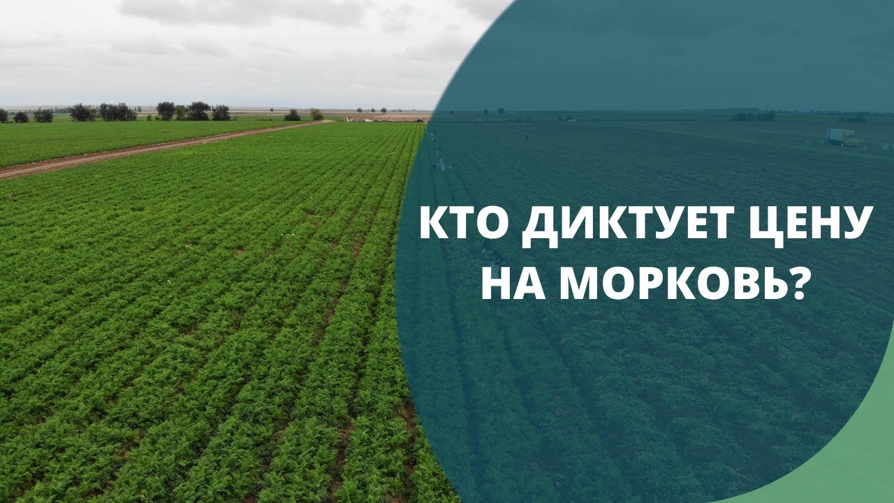 Кто диктует цену на морковь?