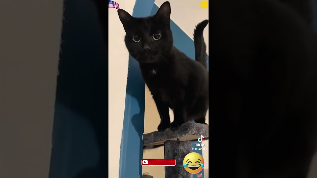 Funny cats