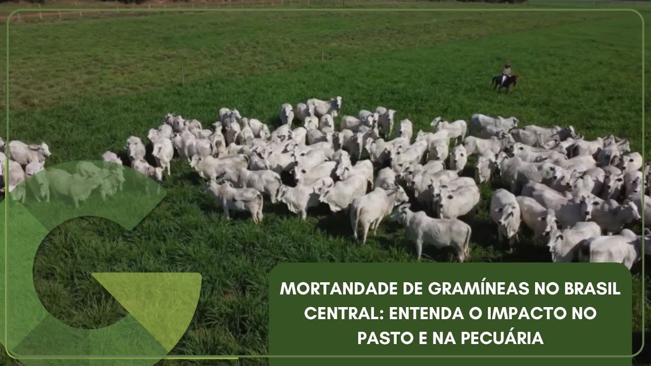 MORTANDADE DE GRAMÍNEAS NO BRASIL CENTRAL: ENTENDA O IMPACTO NO PASTO E NA PECUÁRIA