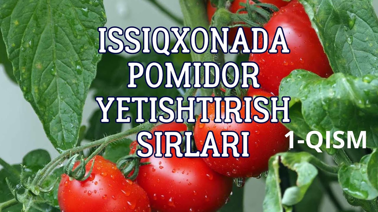 Issiqxonada pomidorni maxsus dastur asosida yetishtirish 1-qism