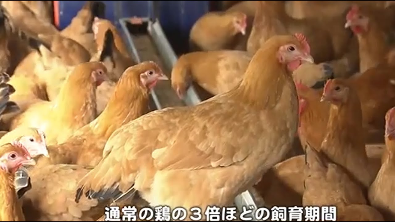 小牧発祥！名古屋コーチン