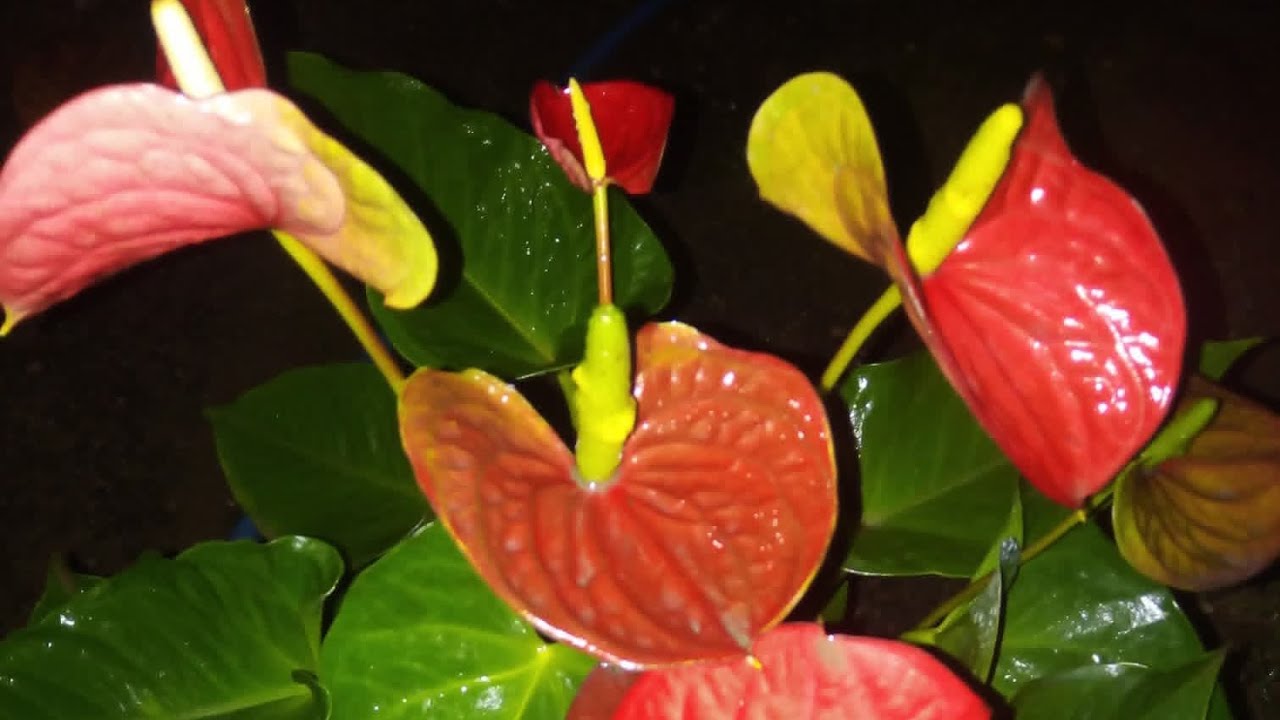 එන්න අපි පහසුවෙන් මල් පිරුනූ බුශ් හදමූ....🥰🥰🥰 ඇස් පිනවන  හිත් සනසන කෝටියක් වටිනා මල්..😘😘😘