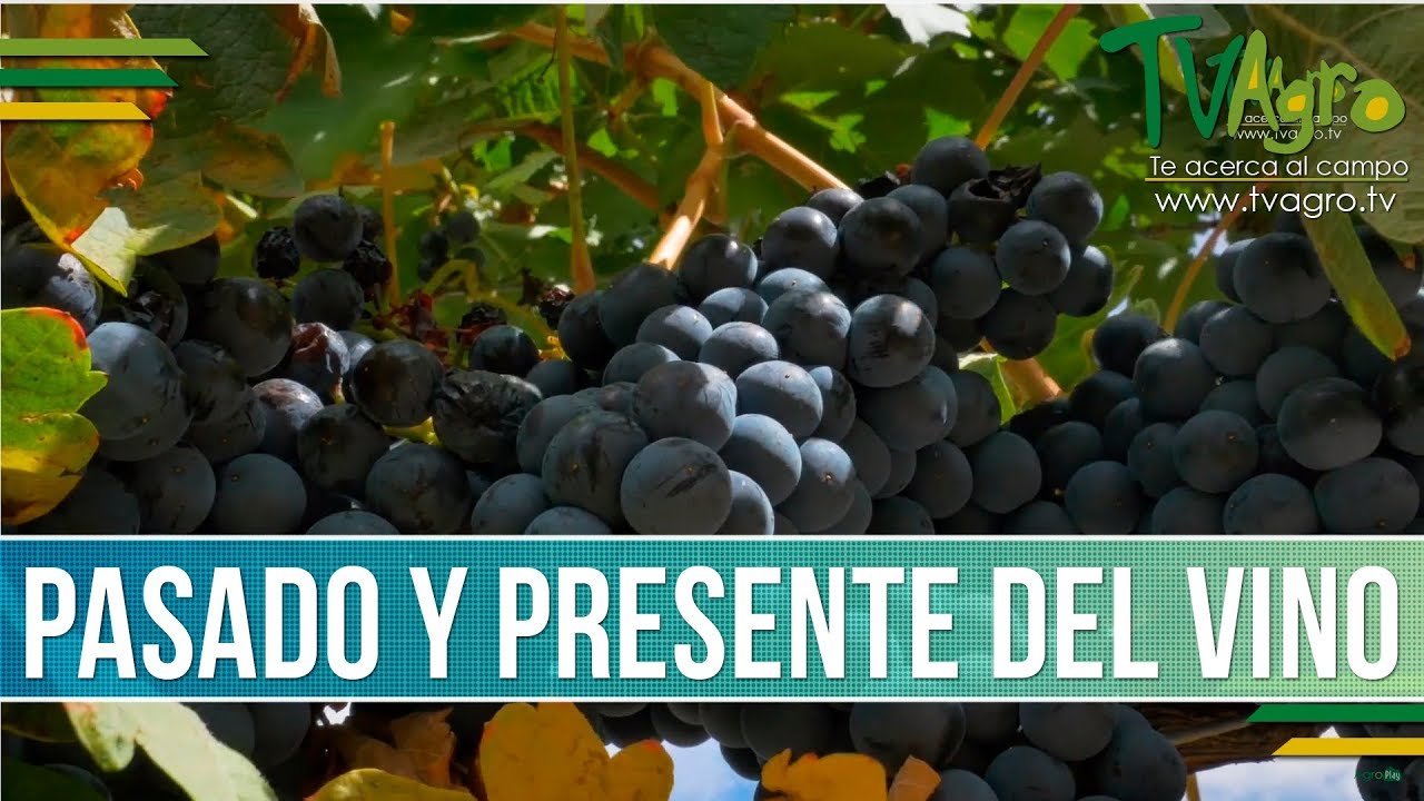 Protos España - Rivera del duero Como producir un Excelente Vino - TvAgro por Juan Gonzalo Angel
