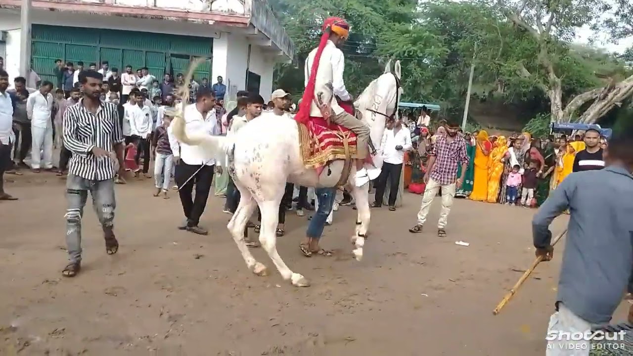 રાજા તોરલ અશ્વ ફાર્મ રાનેર ❣️ ઓતરોલી માં બુમ પડાવી રાજા તોરલ ઘોડી એ
