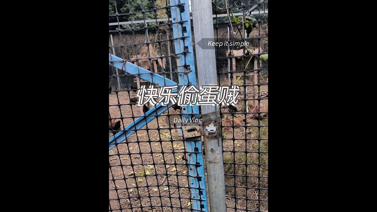 快乐捡蛋的生活，土鸡蛋笨鸡蛋初生蛋 #土鸡蛋#三农流量扶持计划