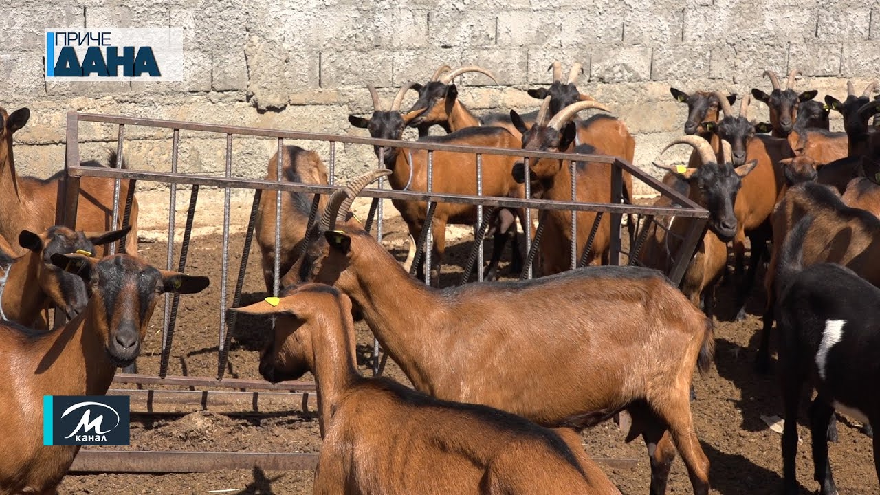 Kako napreduje farma koza Željka Miletića iz sela Lebina kod Paraćina