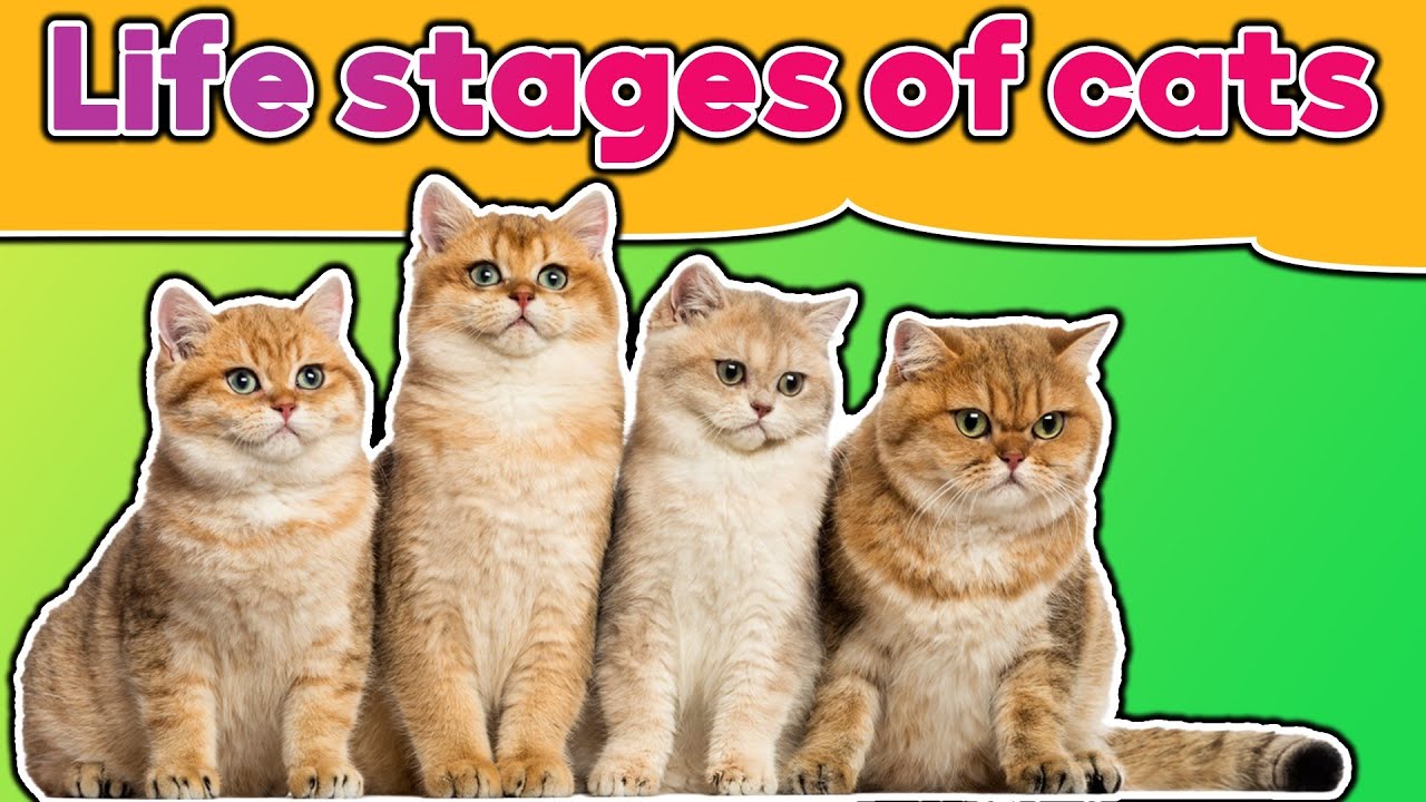 from kitten to senior : understanding the life stages of cats !