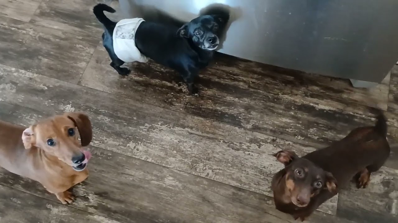 Snack time Dachshund puppies 