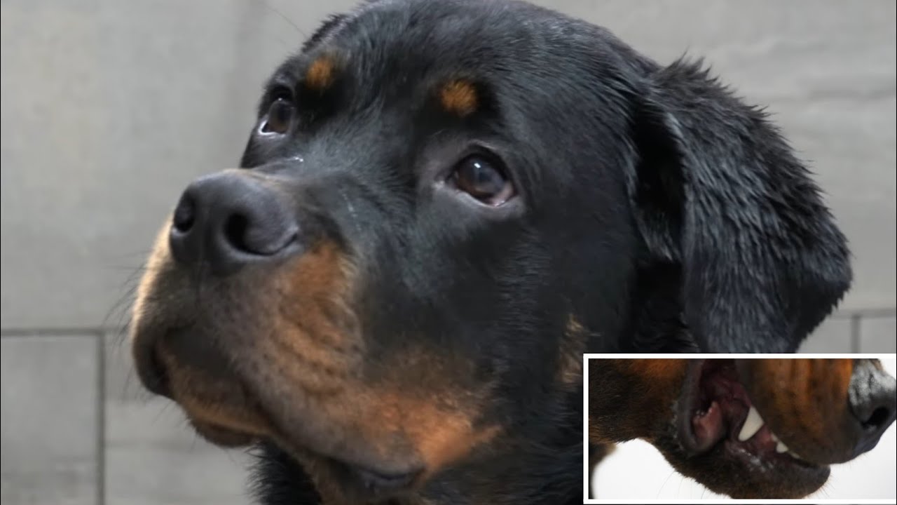 What it's like trying to groom a ROTTWEILER