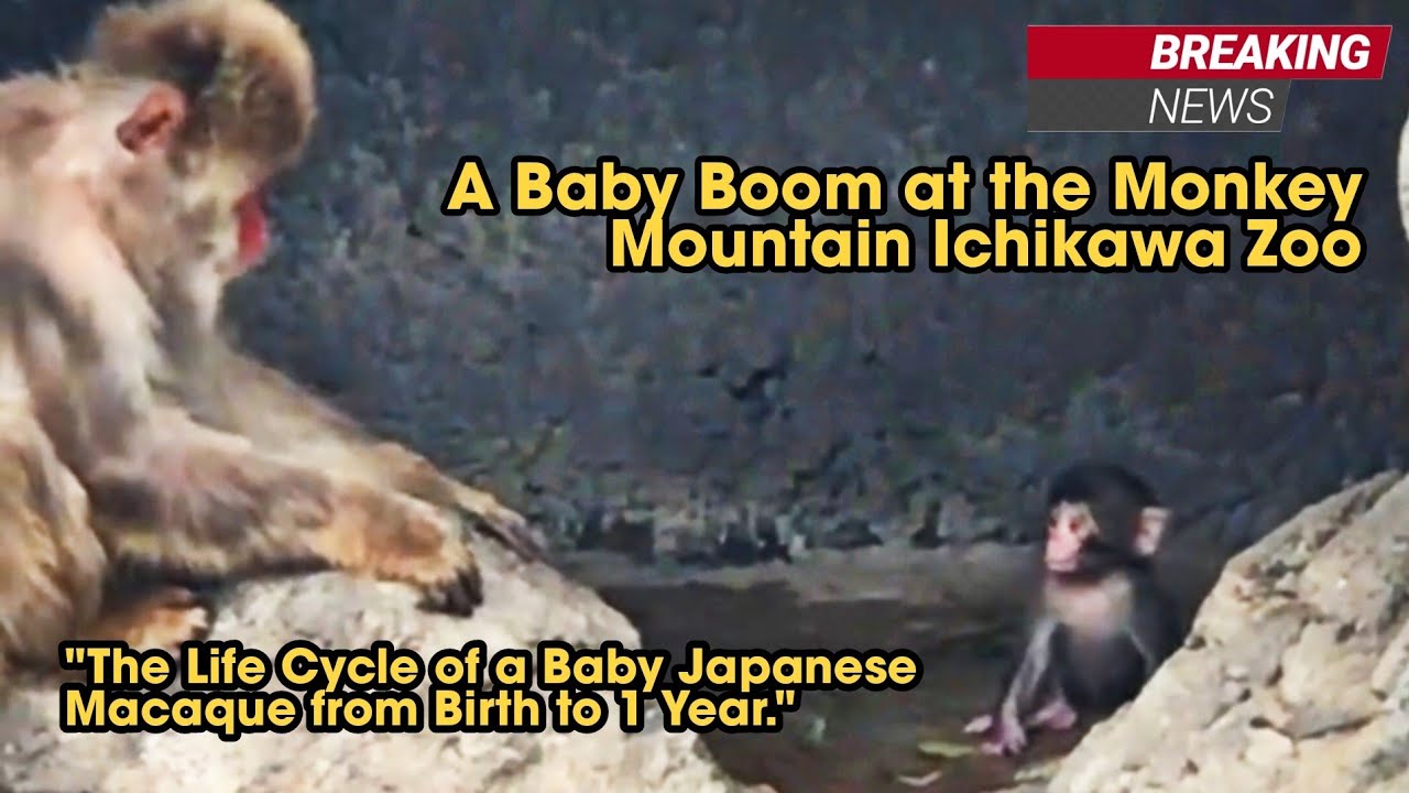 🔴Breaking News From Ichikawa Zoo!! The Third Baby Was Born At Monkey Mountain On May 4Th 2026🫪