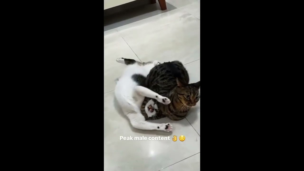20 Epic Cat Takedowns Straight Out of WWE!