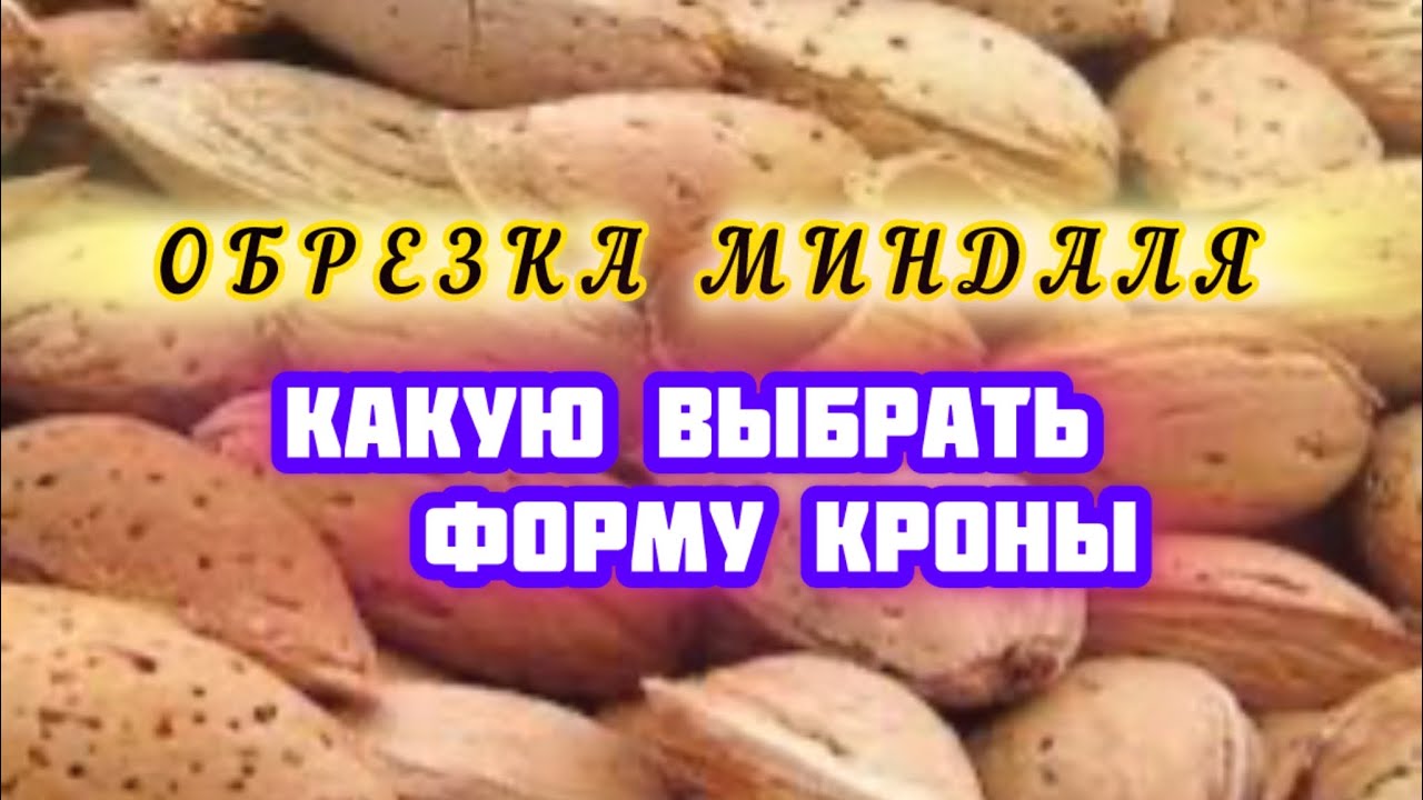 Обрезка миндаля на плодоношение.