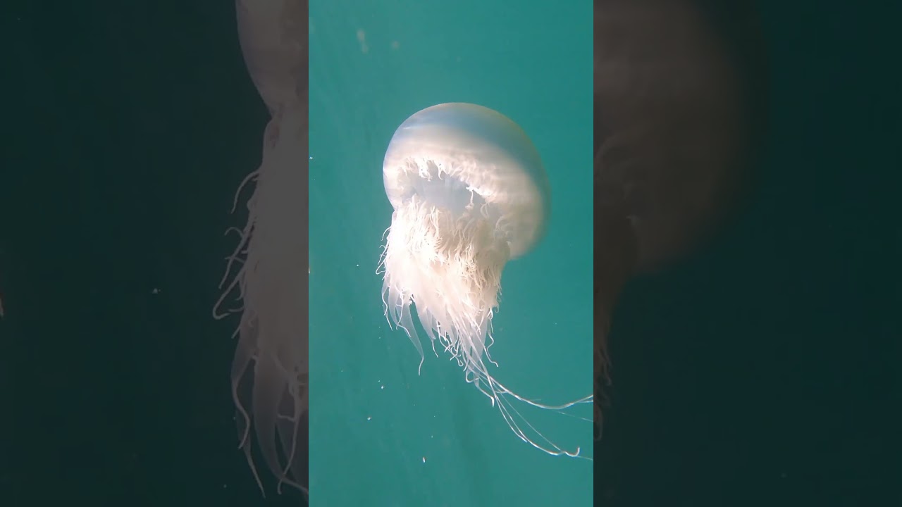 絶対に近づいてはいけない毒生物ランキング #shorts #毒