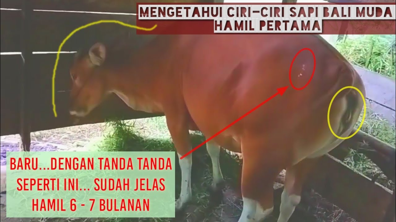 ciri ciri sapi bali hami pertama|| bunting muda enambulan