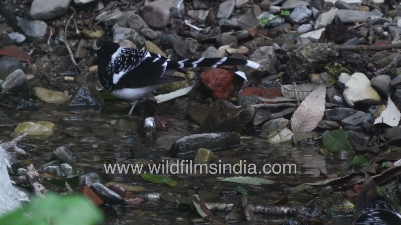 Spotted forktails foraging in Himalayan forest stream