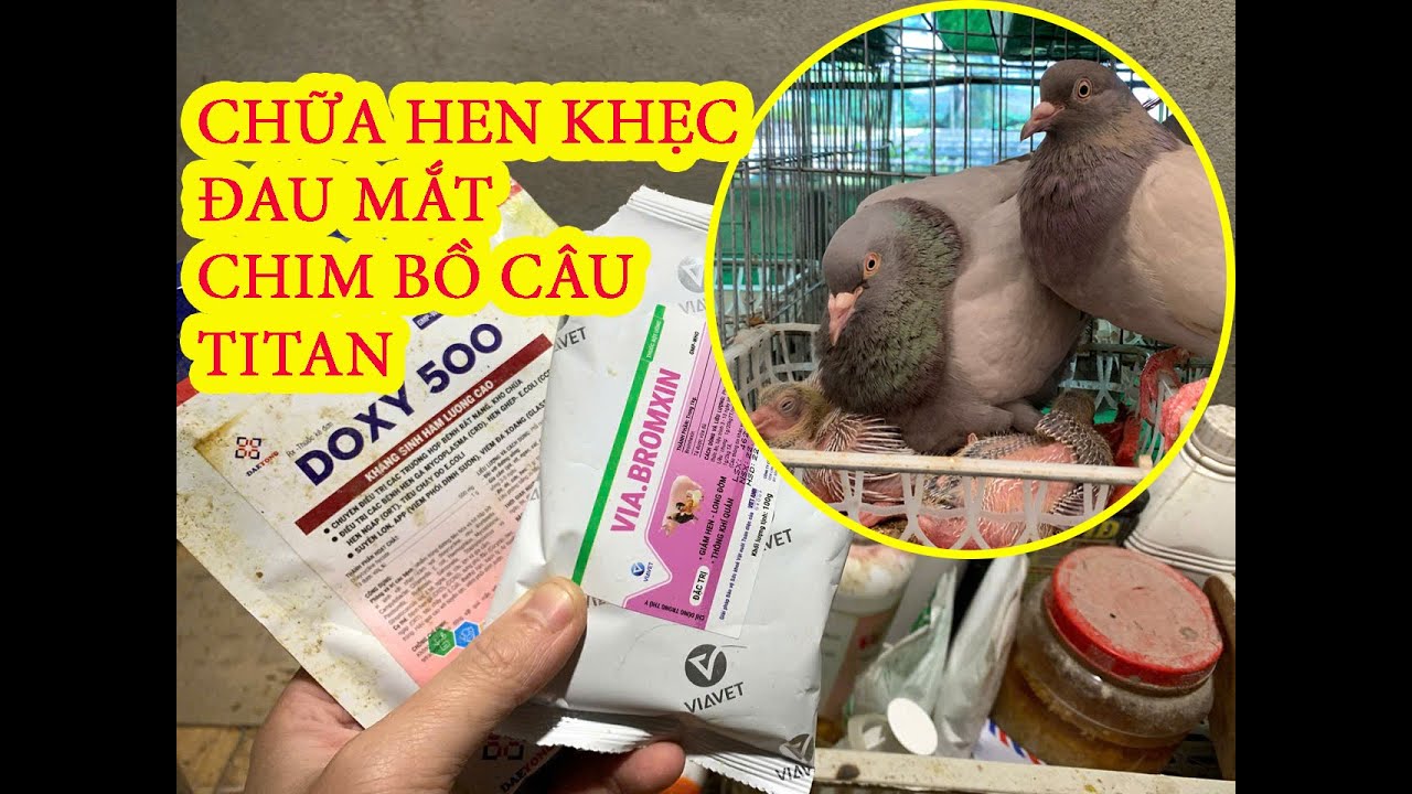 Лечение голубей с глазными инфекциями и респираторными заболеваниями всего за один сеанс.