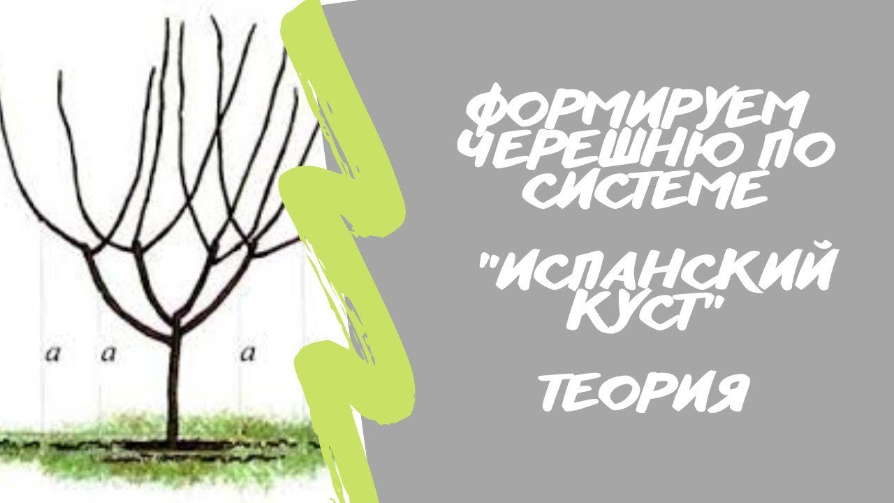 Формируем черешню🍒по системе «Испанский куст». Теория.