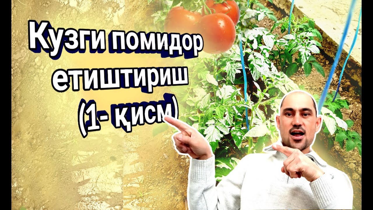 Кузги помидор етиштириш (1-қисм)