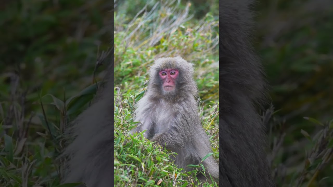 Maimuta 🐵🐒🌳🌳🌳