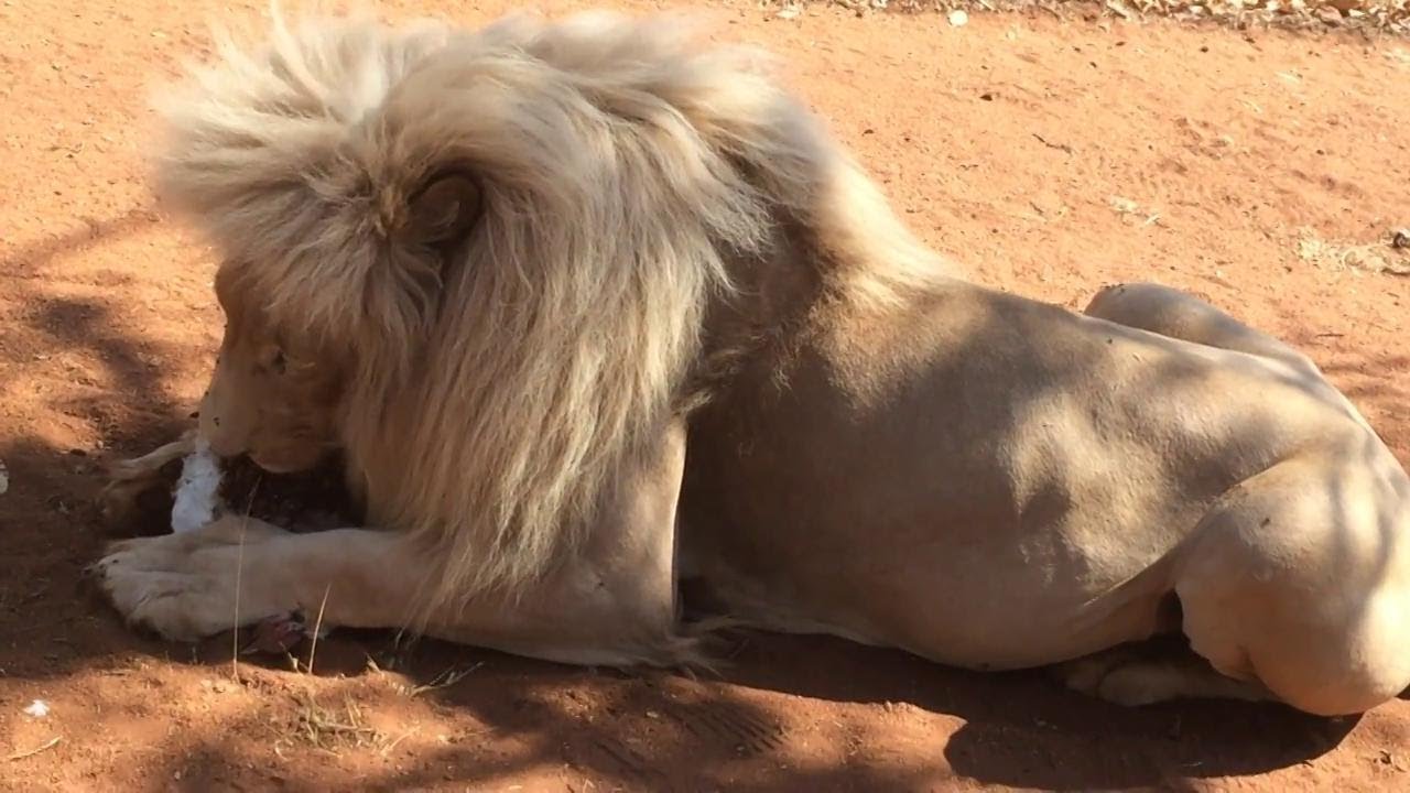 Turisti disturbano un leone che mangia, la reazione dell'animale è spaventosa