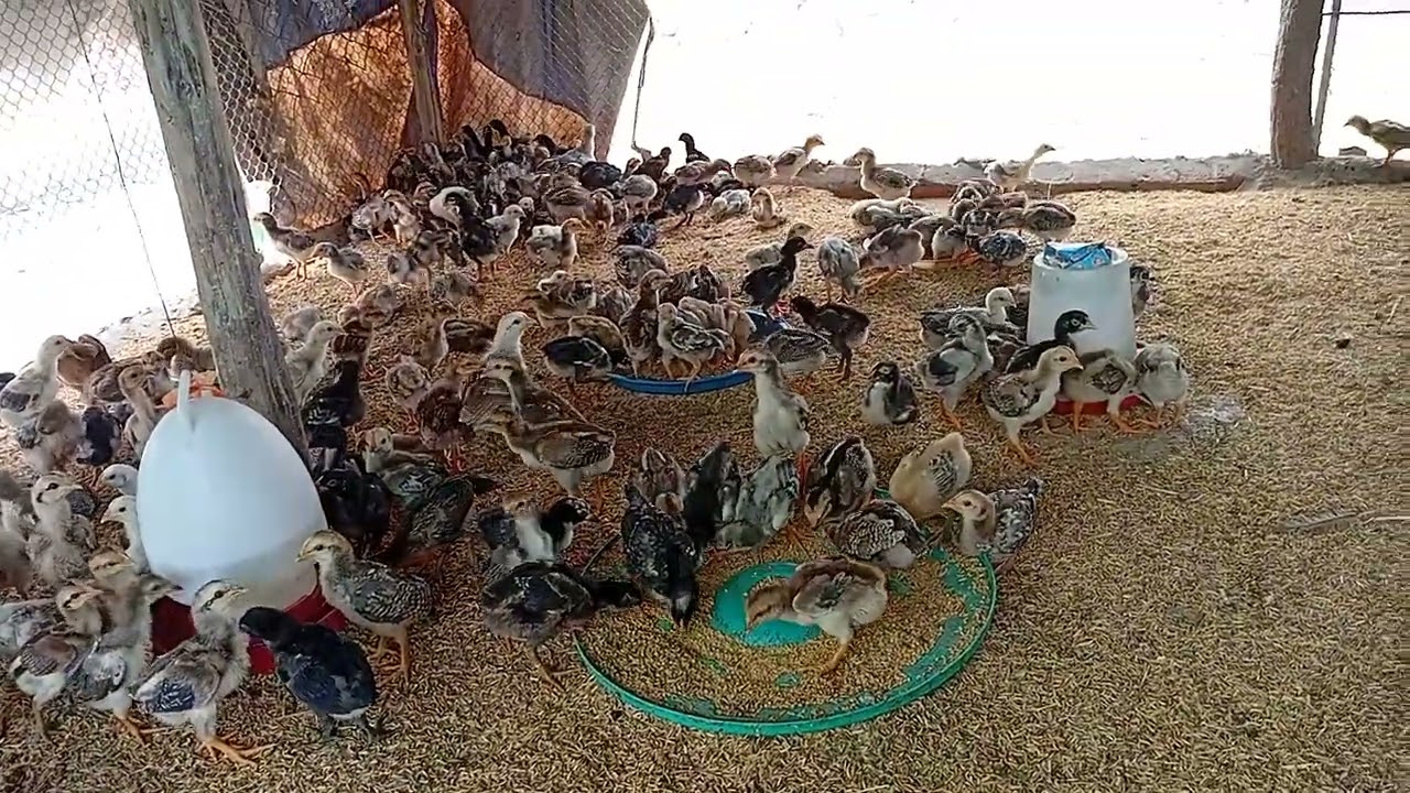 ថ្ងៃនេះចែកជូន 3ចំណុចសំខាន់ៗ(ប្ដូរអង្កាម បិទបាំងទ្រុង និង ផ្ដល់កម្ដៅ)