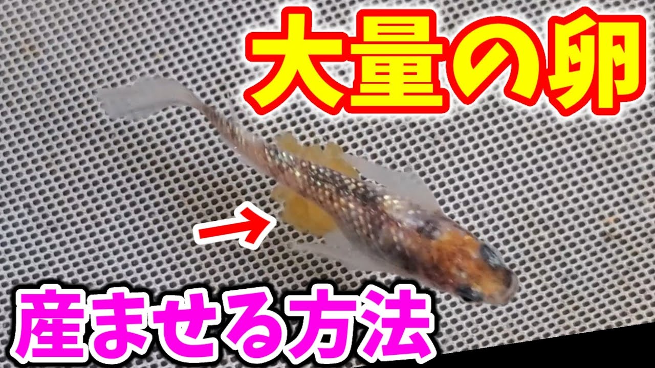 メダカに大量の卵を産ませる方法‼️【めだか屋サバンナのイトメで採卵】信じられないぐらい産みます‼️安らぎAQUAちゃんねる