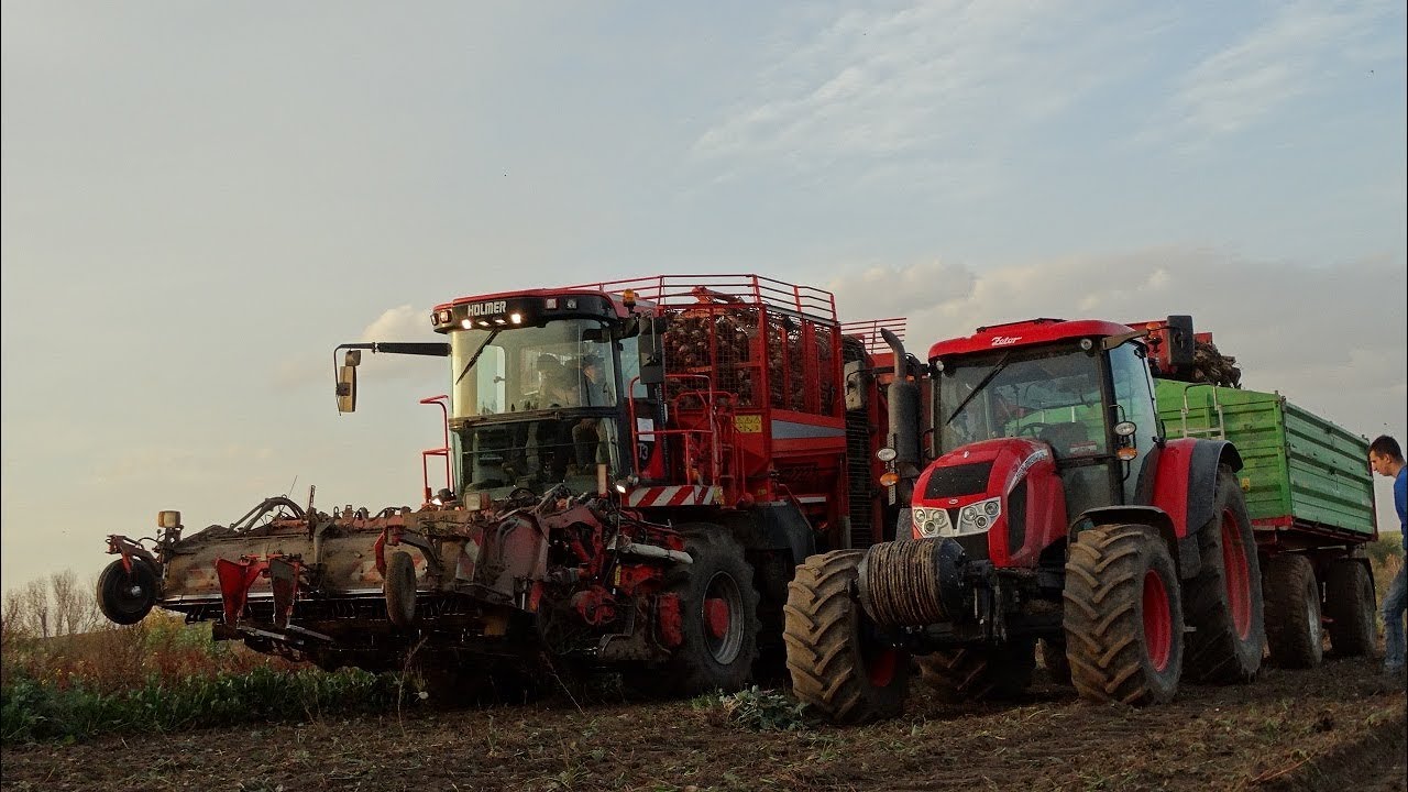 🚜Akcja Burak !🔥Holmer, Zetor 150 HD,90🔥| Gr Jędruch