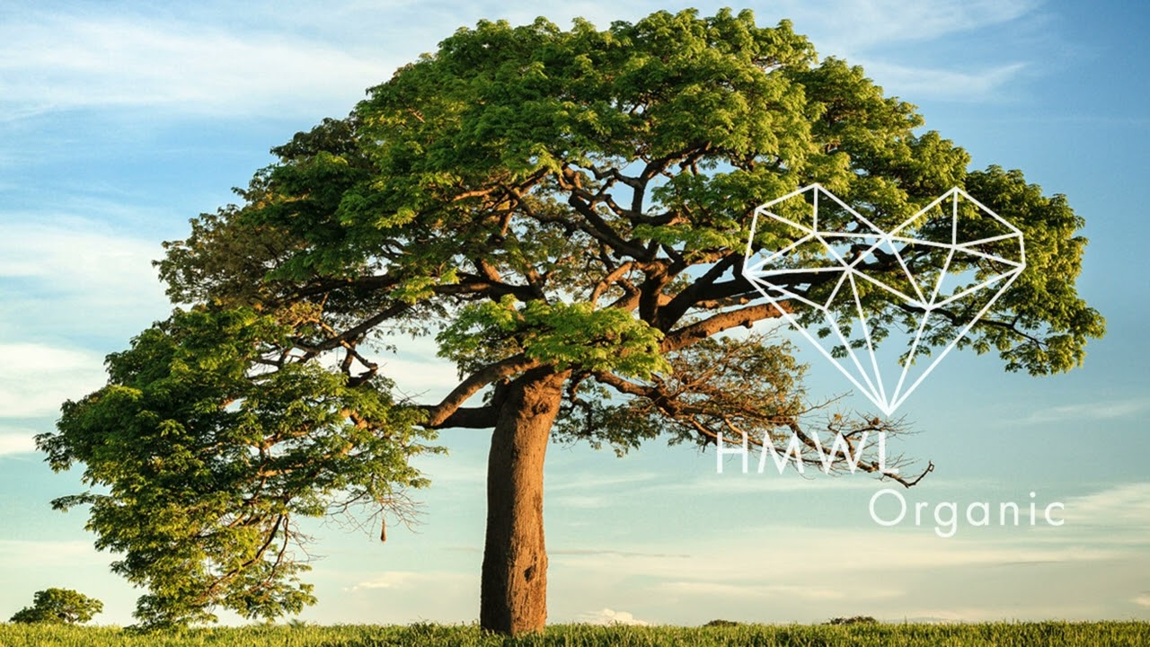 Flowers On Monday & Erdi Irmak - Always [Deep House 2023 / Organic House 2023 / Worlds Apart ]