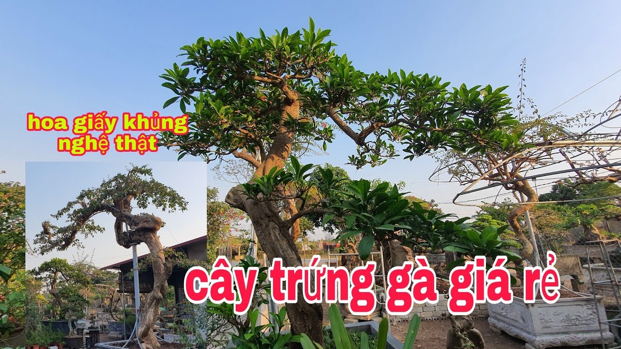 Cây trứng gà  này chơi tết thì tuyệt vời