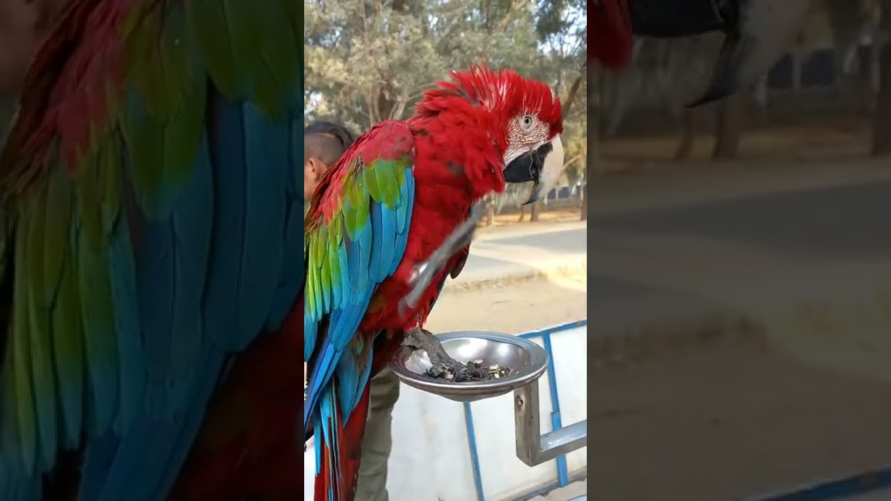 Scarlet macaw - the most beautiful bird you've never seen #shorts