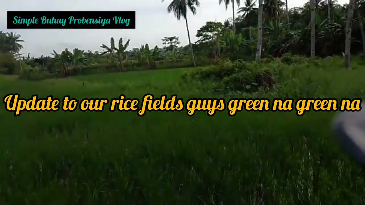 Guys update sa aming small palayan green na green 