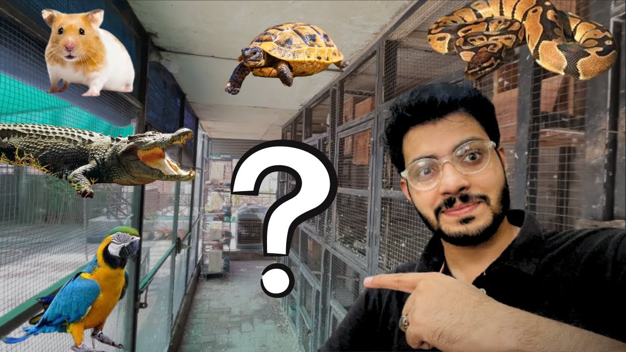 Favourite Animal araha🥰 | Polar parrot fish ka tank set krdia🐠