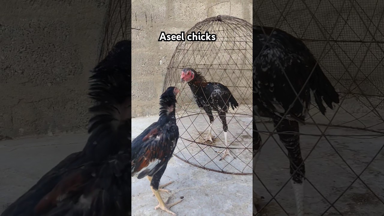 Aseel chicks - Ma'Sha'Allah #birds #chicken #aseel