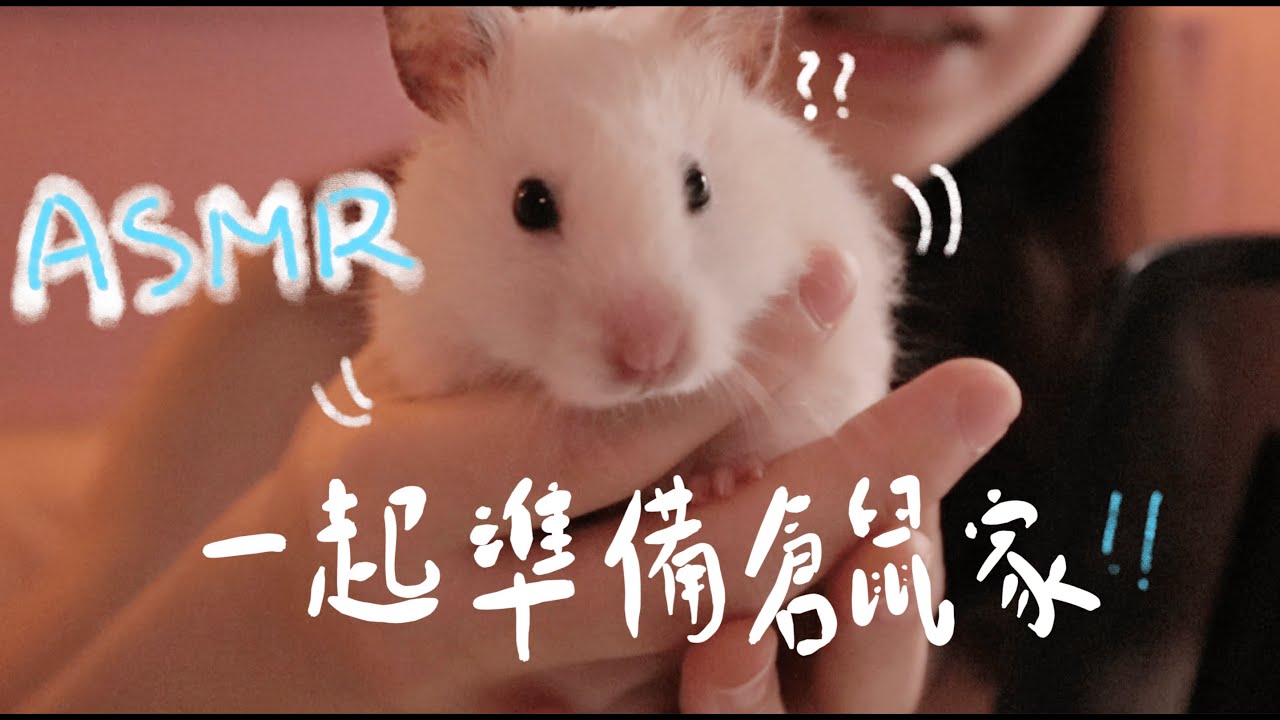 廣東話ASMR｜🐹和我一起準備倉鼠的家吧!!