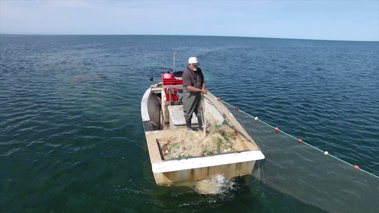 The Fish Factory - Commercial Net Fishing