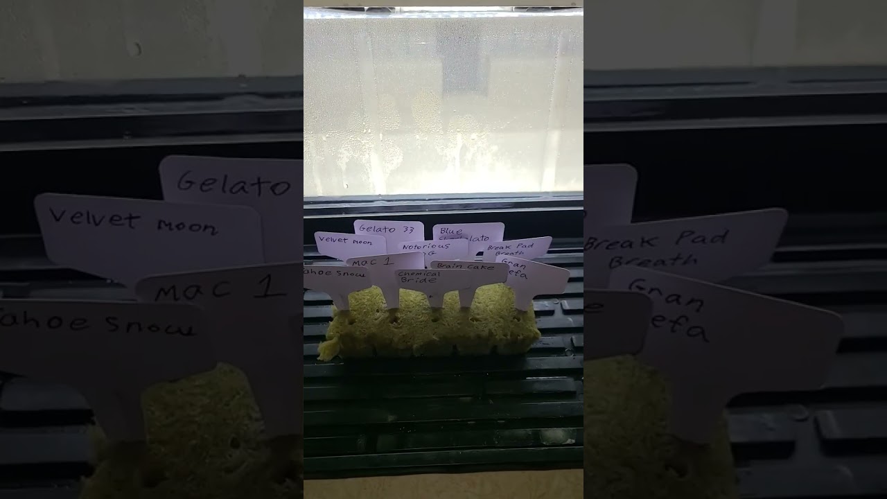 poppin beans  #garden #gardening #seeds #ehcanada #led #seedstarting #sprouts #dank