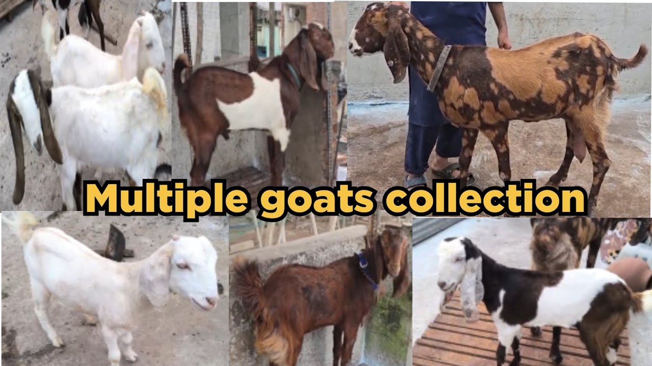 #7075690786: saste multiple goats collection available in talab katta hyderabad. #goats #sheeps.