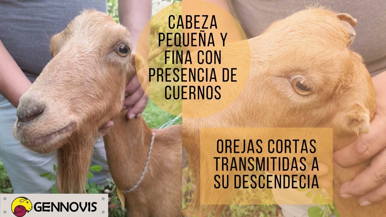 Raza caprina La mancha