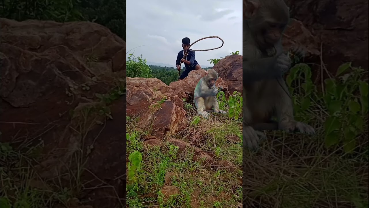catching monkey #youtubeshorts #viralshort #monky catching 🐵
