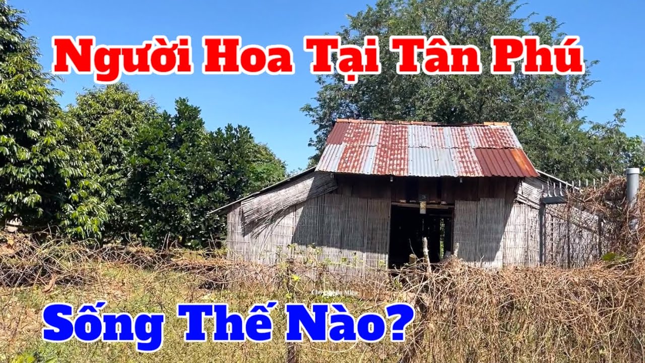 Người hoa tại tân phú sống thế nào?