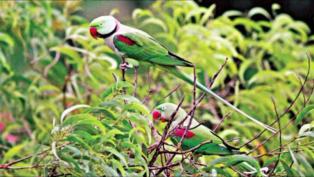 ও কুটুম পাখিরে।। ``কানন বালা সরকার,,