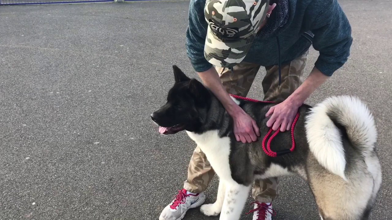 Akita training Rocco part2