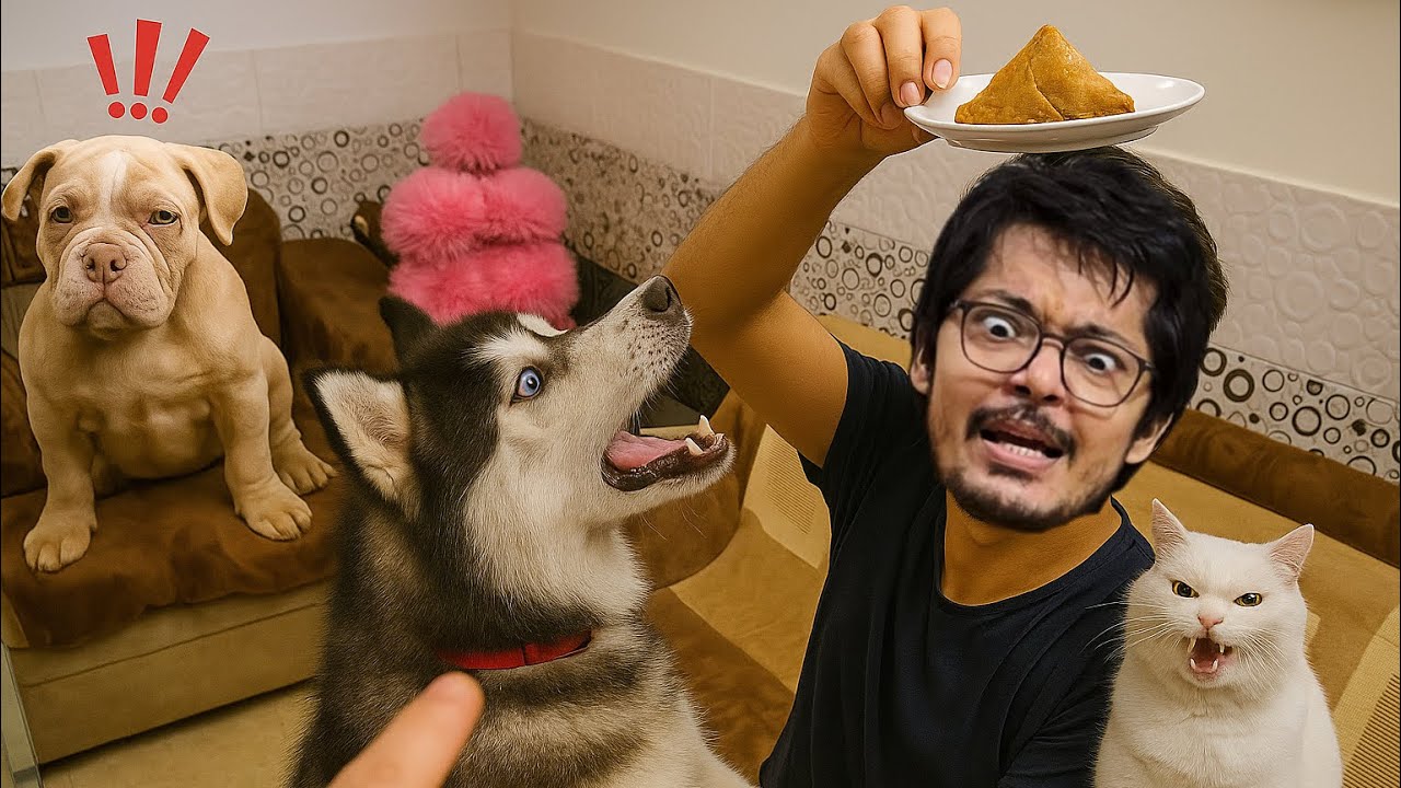 Bully dog vs Husky The War 😭 | Dog can talk  | Rottweiler | Review reloaded 